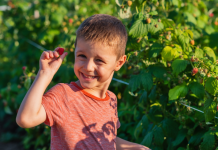 boy picking raspberries