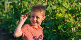 boy picking raspberries