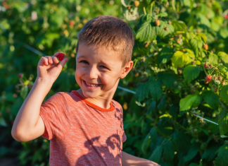 boy picking raspberries