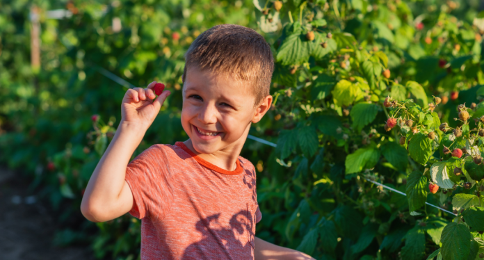 boy picking raspberries