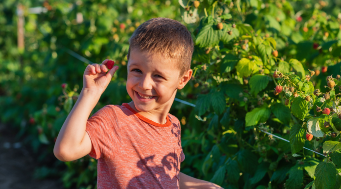 boy picking raspberries