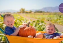 little boys sitting in wheelbarrow at one of the denver pumpkin patches