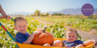 little boys sitting in wheelbarrow at one of the denver pumpkin patches