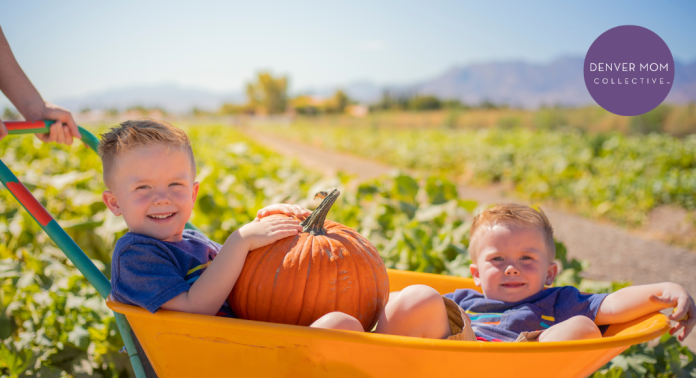 little boys sitting in wheelbarrow at one of the denver pumpkin patches