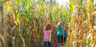 kids walking through corn maze