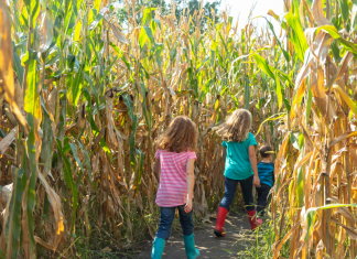 kids walking through corn maze