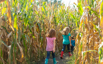 kids walking through corn maze