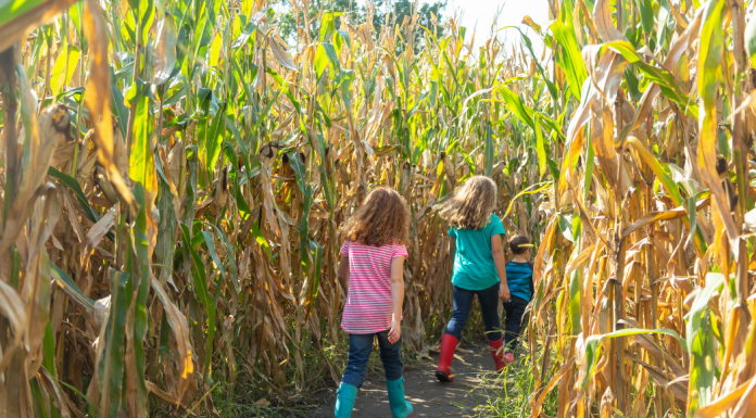 kids walking through corn maze