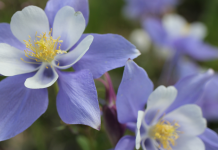 Columbine flowers in Denver