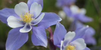 Columbine flowers in Denver