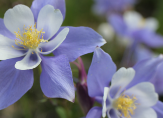 Columbine flowers in Denver