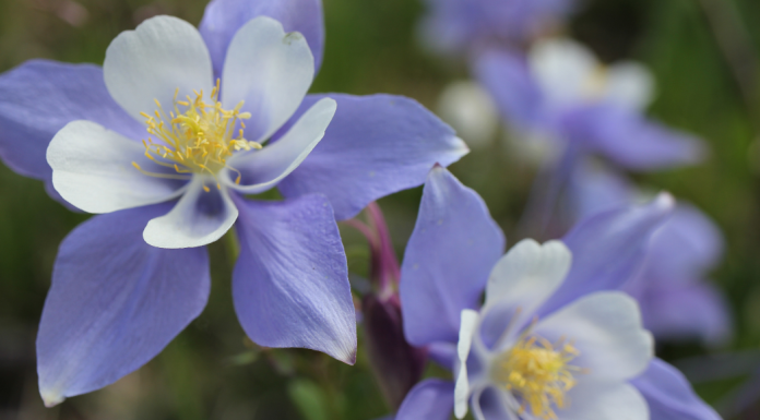 Columbine flowers in Denver