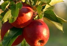 apples hanging from tree