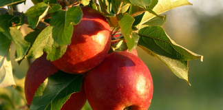 apples hanging from tree