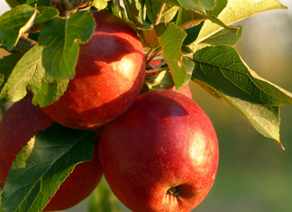 apples hanging from tree