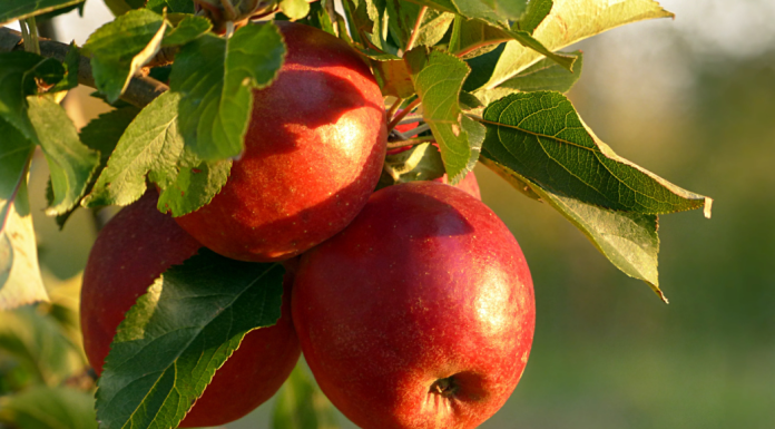 apples hanging from tree