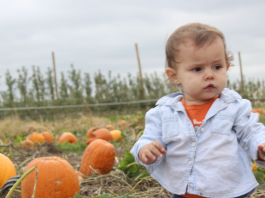 toddler girl at pumpkin patch