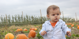 toddler girl at pumpkin patch